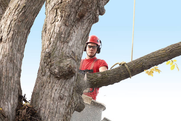 Mebane, NC Tree Removal Services Company